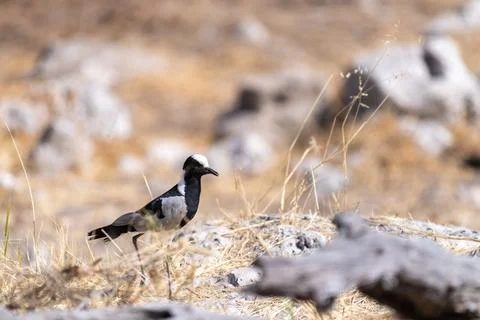 Blacksmith Lapwing in Etosha Stock Photos