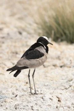 Blacksmith Lapwing on the ground Stock Photos