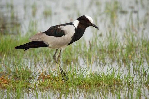 Blacksmith Lapwing or blacksmith plover - Vanellus armatus is black and white Stock Photos