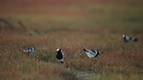 Blacksmith Lapwing (Plover) - flock in the grass Stock Footage 111392111