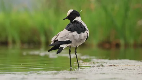 A blacksmith lapwing preening in natural habitat, South Africa Stock Footage 337923989