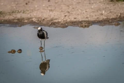 A Blacksmith lapwing standing in the water. Stock Photos