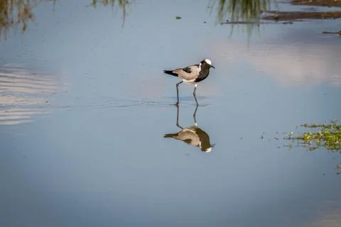 Blacksmith lapwing walking in the water. Foto stock