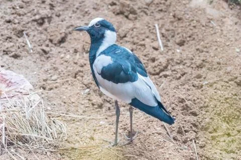 Blacksmith Lapwing watching something closely, Charadriidae Stock Photos