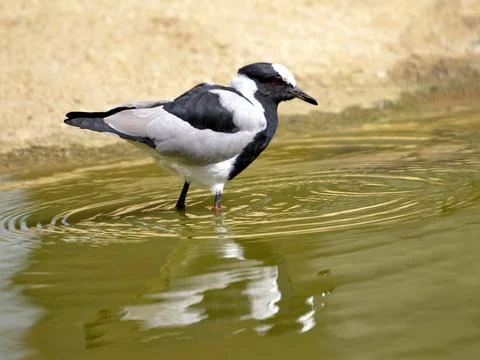Blacksmith lapwing in water Stock-Fotos