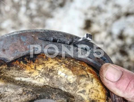 Blacksmith nails new horse shoe onto hoof Stock Photos