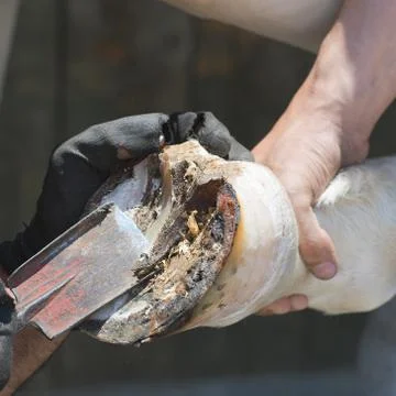 Blacksmith Stock Photos