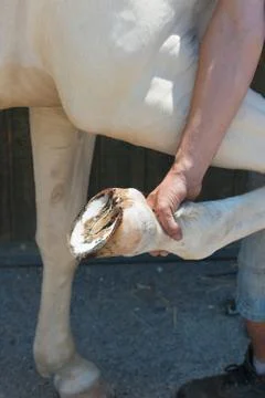 Blacksmith Stock Photos