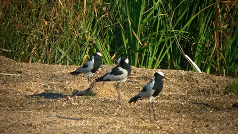 Blacksmith Plover  _clip-036 Stock Footage 291529707