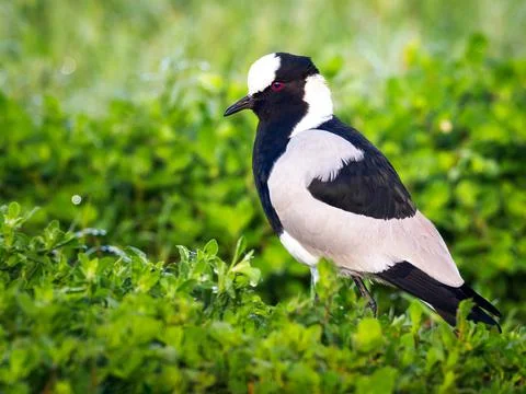 Blacksmith Plover or Blacksmith Lapwing in it's natural habitat Stock Photos