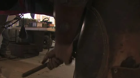 Blacksmith Shoeing a Horse Video stock 19066417