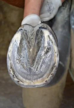 Blacksmith workshop Stock Photos