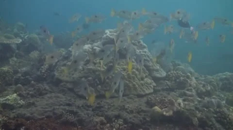 Blackspot snapper Video stock 10736217