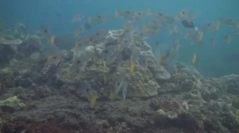 Blackspot snapper Stock Footage 10737765