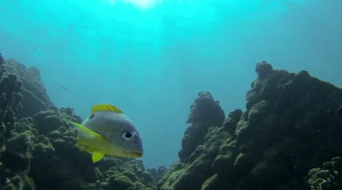 Blackspot snapper swimming close to camera Stock Footage 52819443