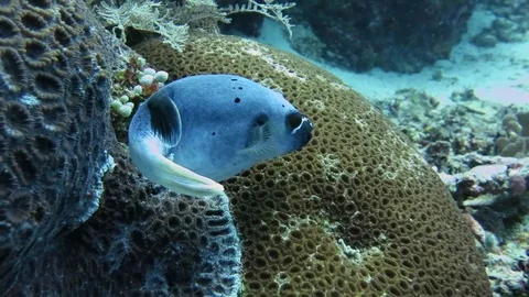 Blackspotted puffer, arothron nigropunctatus is dancing on corals of Bali Stock Footage 80665172