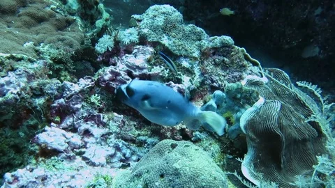 Blackspotted puffer, arothron nigropunctatus is dancing on corals of Bali Stock Footage 80665188
