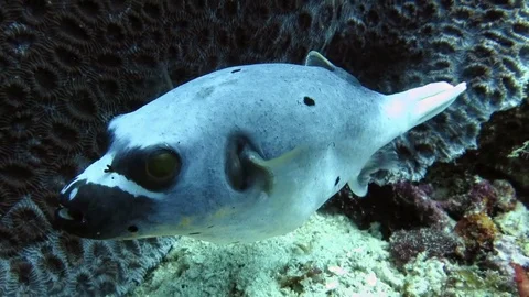 Blackspotted puffer, arothron nigropunctatus is dancing on corals of Bali Stock Footage 80665394