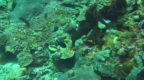 Blackspotted puffer Stock Footage 10727094