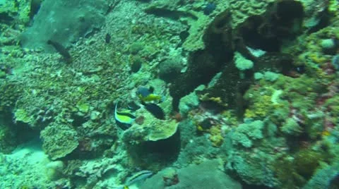 Blackspotted puffer Stock Footage 10737429