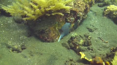 Blackspotted puffer Stock Footage 10737638