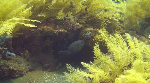 Blackspotted puffer Stock Footage 10737641