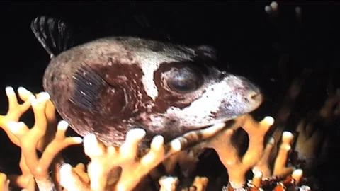 Blackspotted Puffer At Night Stock Footage 291358337