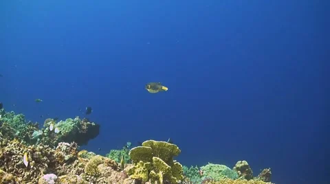 Blackspotted pufferfish Stock Footage 41931637