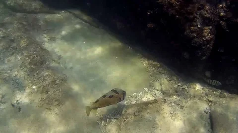 Blackspotted pufferfish puffer fish Stock Footage 87757051