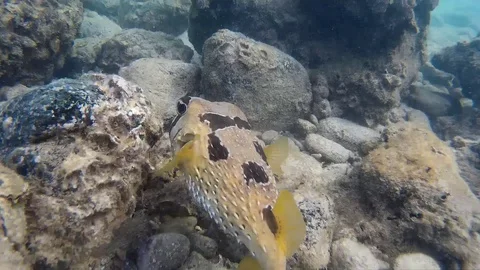 Blackspotted pufferfish puffer fish Stock Footage 87767214