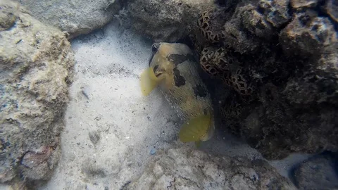 Blackspotted pufferfish puffer fish Stock Footage 87767229