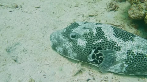 Blackspotted Pufferfish resting on sandy seabed with distinctive dark spots in t Stock Footage 311929149