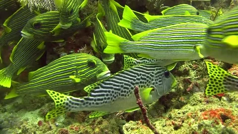 Blackspotted rubberlip Plectorhinchus gaterinus, Yellow-striped sweetlips Stock Footage