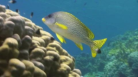 Blackspotted sweetlip Stock Footage 738357