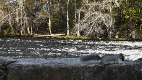Blackstone River Falls Squirrel Stock Footage 81970549