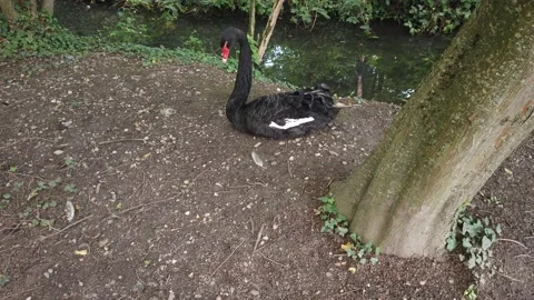 A blackswan sits on the ground Stock Footage 137601002