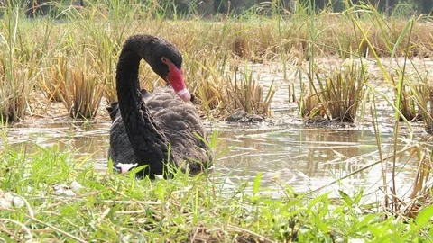 Blackswan021 Stock Footage 127554201