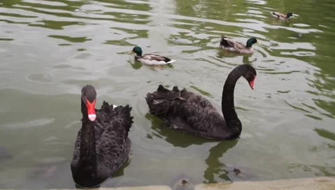 Blackswan1 Stock Footage 6129963
