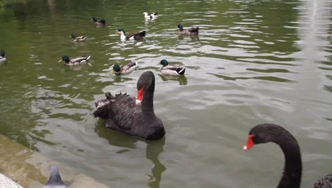 Blackswan2 Stock Footage 6125350