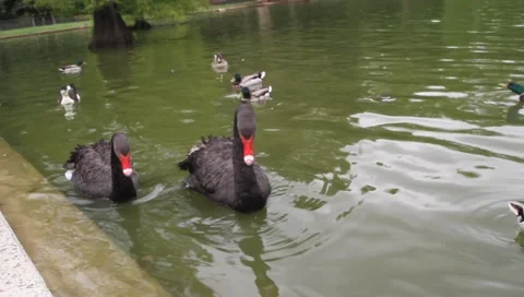 Blackswan3 Stock Footage 6123711