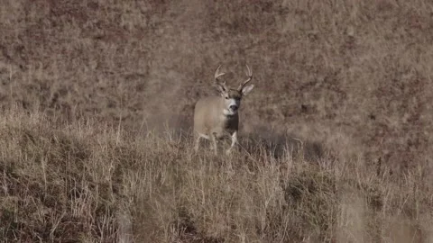 Blacktail of Alaska Vídeos de archivo 168323584