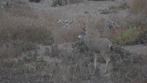 Blacktail Buck Stock Footage 161368953