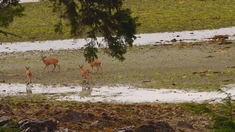 Blacktail Bucks in Alaska Stock Footage 79120581