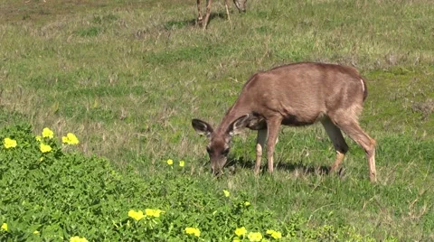 Blacktail Deer Doe Grazing Vídeos de archivo 47378418