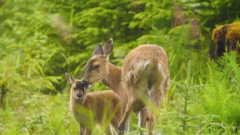 Blacktail Deer Fawn in Rainforest Video stock 79735546