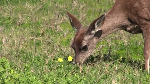 Blacktail Deer Grazing Stock-Footage 47378846