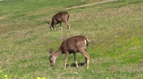 Blacktail Deer Grazing Vidéo 47378939