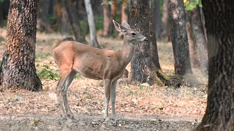 Blacktail Doe in oak forest 스톡 동영상 169260806