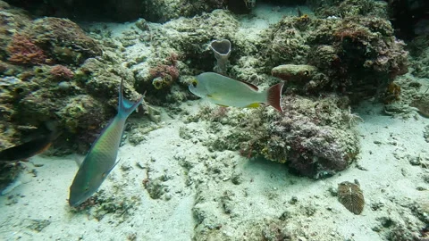 Blacktail Snapper (Lutjanus fulvus) and Bicolor Parrotfish on a coral reef Video stock 240951689