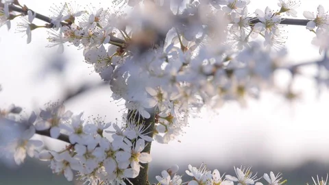Blackthorn in Bloom Stock-Footage 97891883